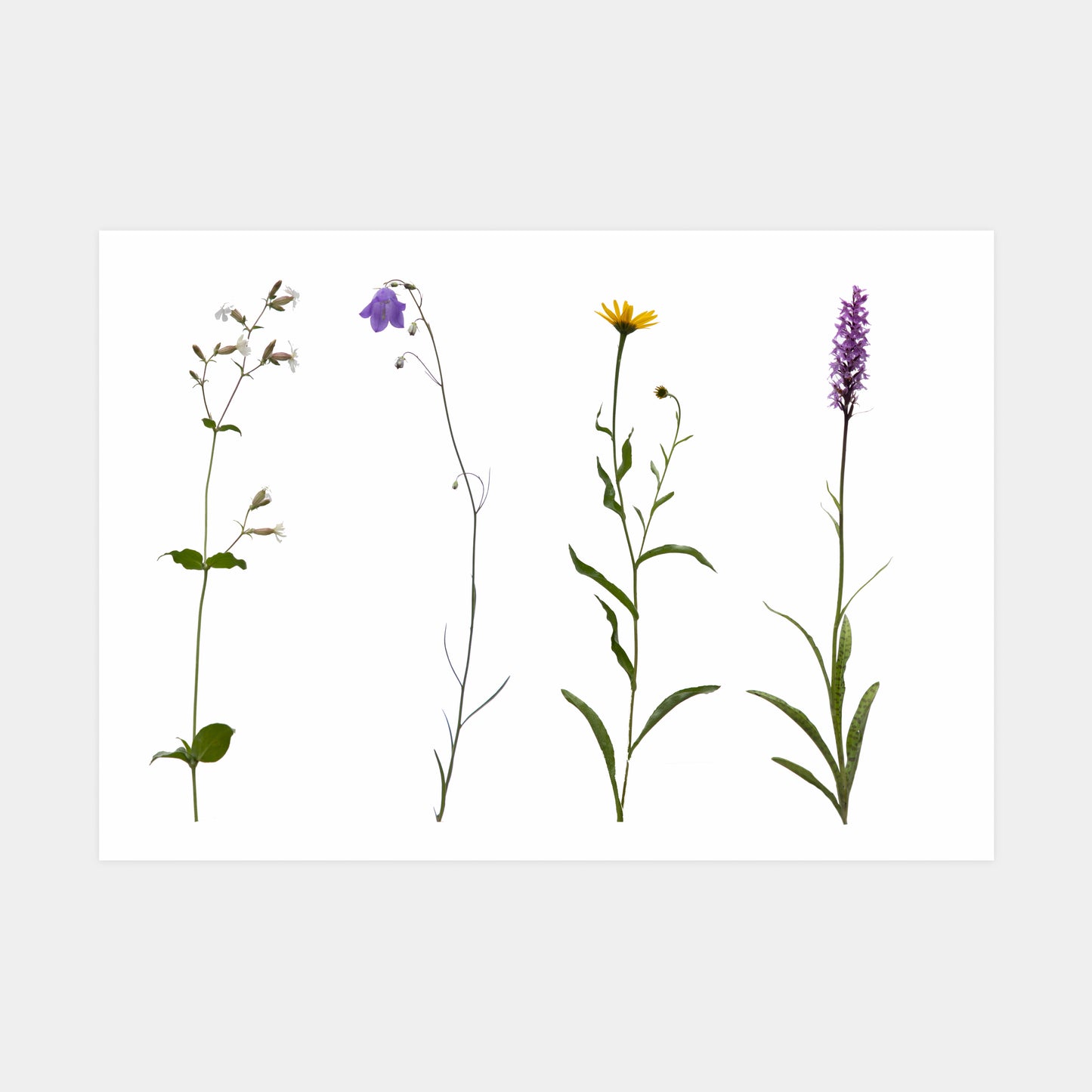 Alpine Flowers Mountain Art Print